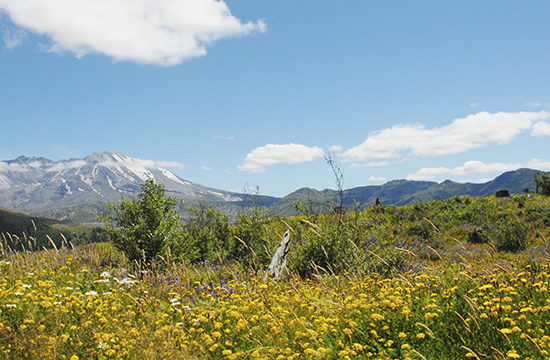 field of wildflowers and grass with mountain and blue skies