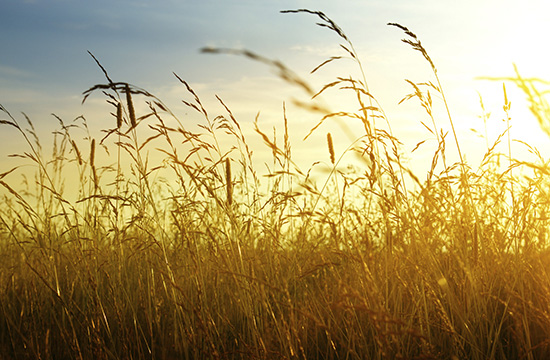 autumn yellow grass and sunset