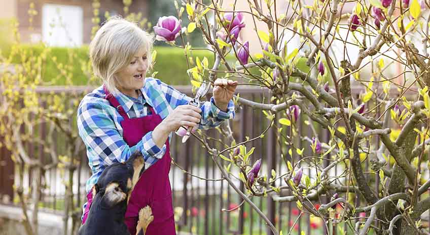 Woman pruning magnolia tree branches in her garden