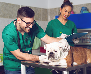 Veterinarian and assistant in vet clinic at work with a tan and white english bulldog.