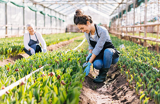 Florists working in greenhouse