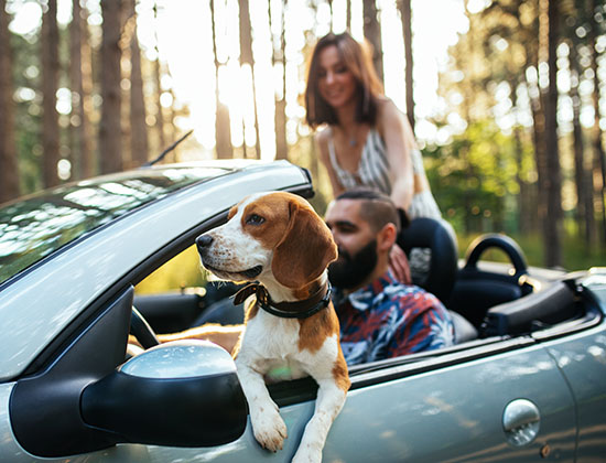 Shot of a couple having fun in the car with a dog outdoors.